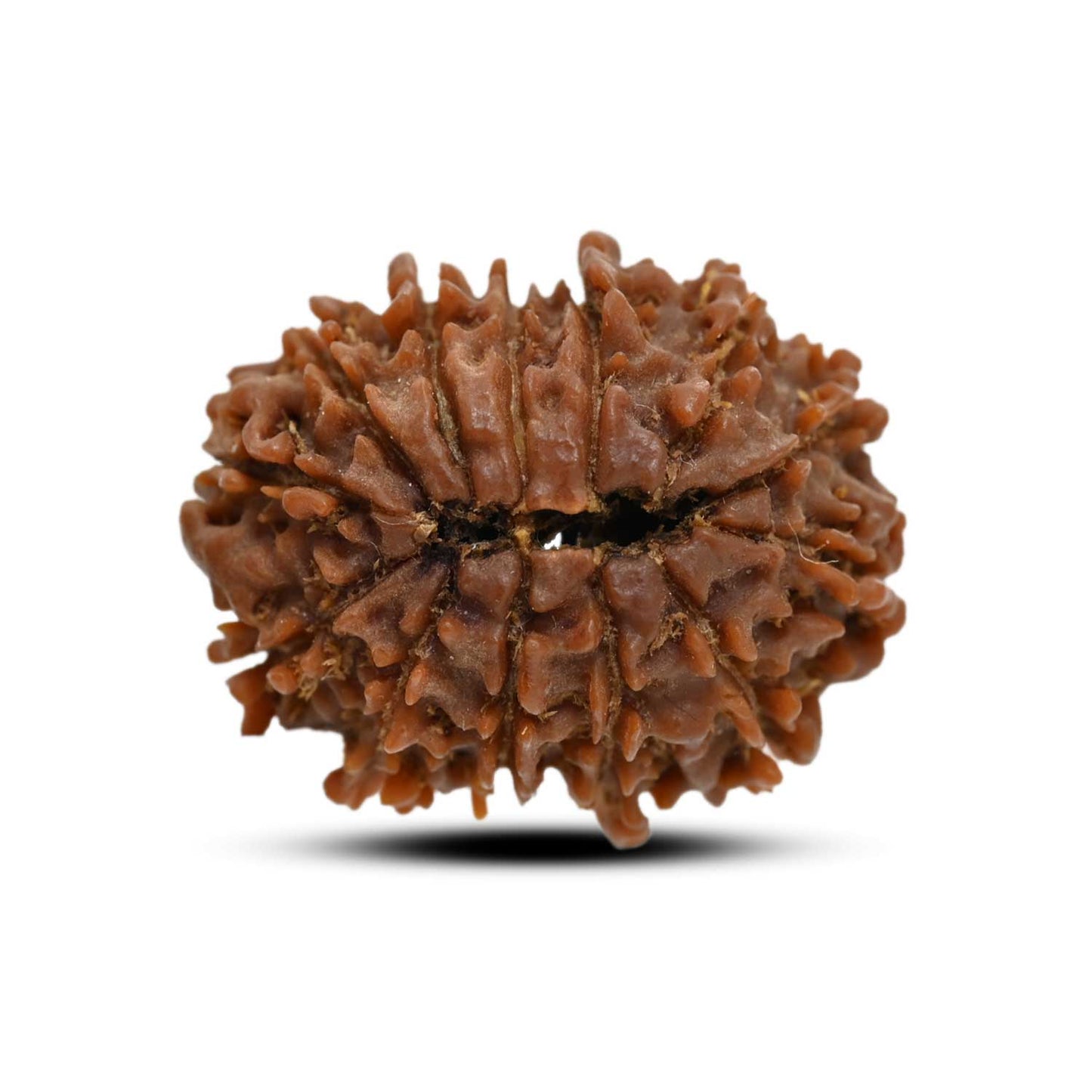 13 Mukhi Rudraksha (Nepal) 24.1 M.M.