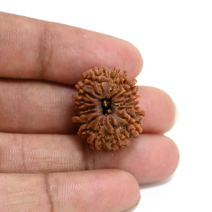 13 Mukhi Rudraksha (Nepal) 24.1 M.M.