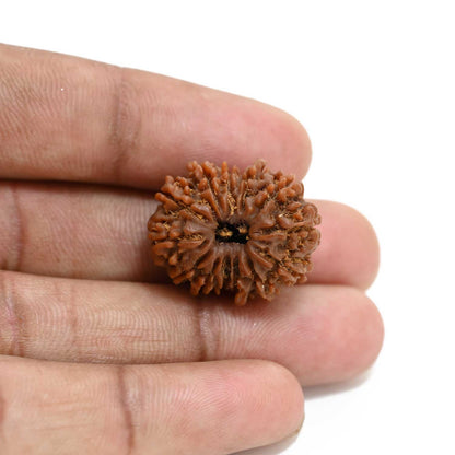 13 Mukhi Rudraksha (Nepal) 24.1 M.M.