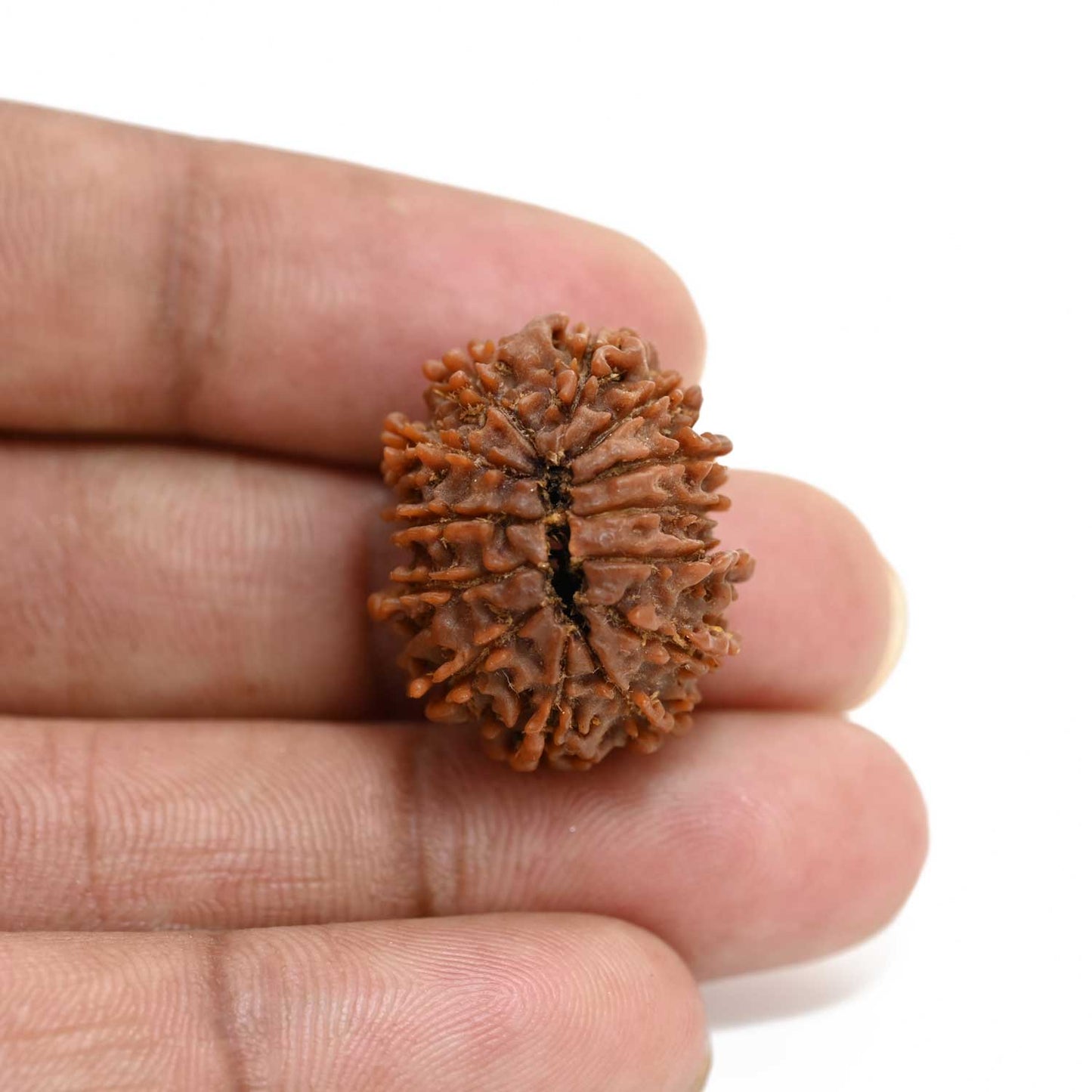 13 Mukhi Rudraksha (Nepal) 24.1 M.M.