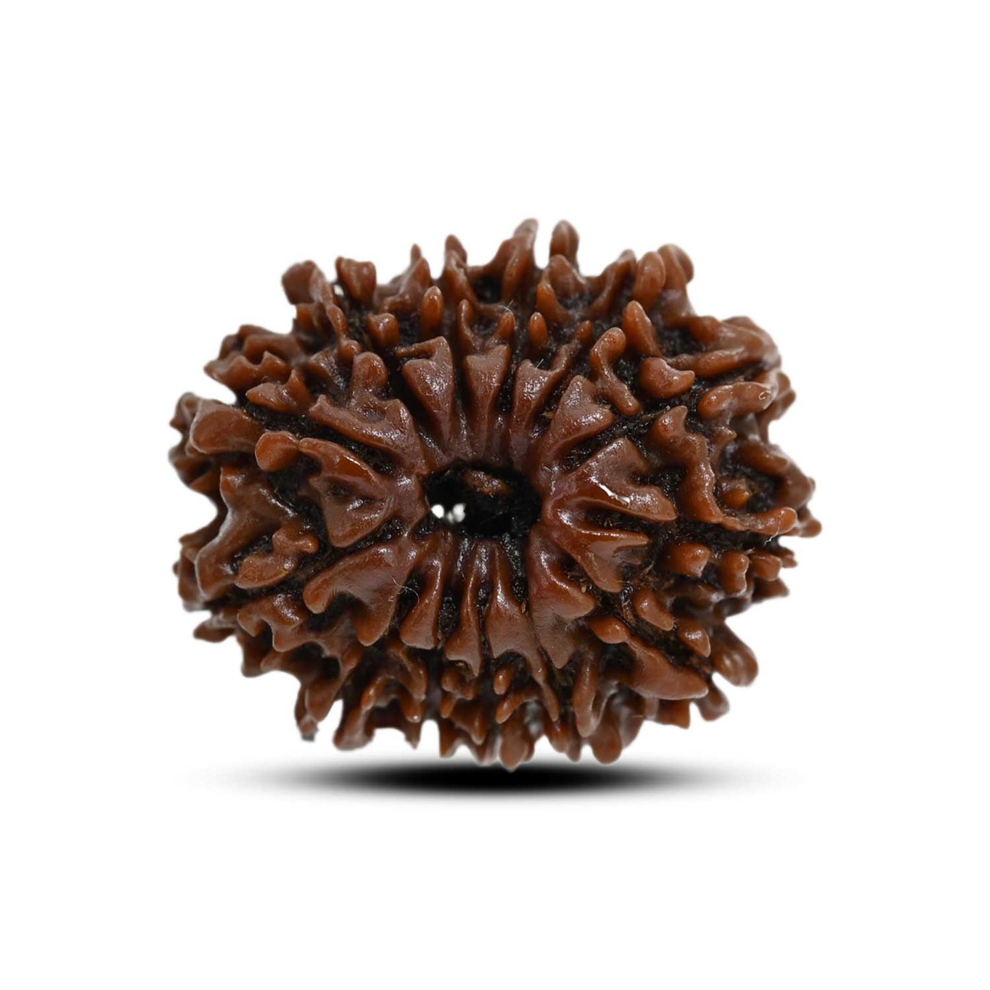 13 Mukhi Rudraksha (Nepal) 23.53 M.M.