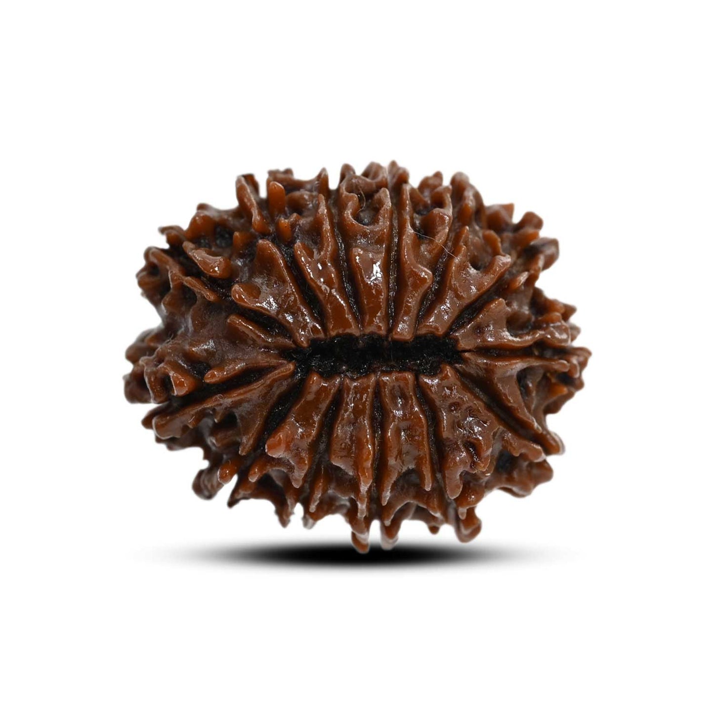 13 Mukhi Rudraksha (Nepal) 23.53 M.M.