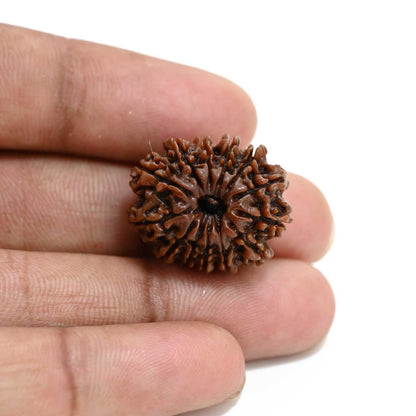 13 Mukhi Rudraksha (Nepal) 23.53 M.M.