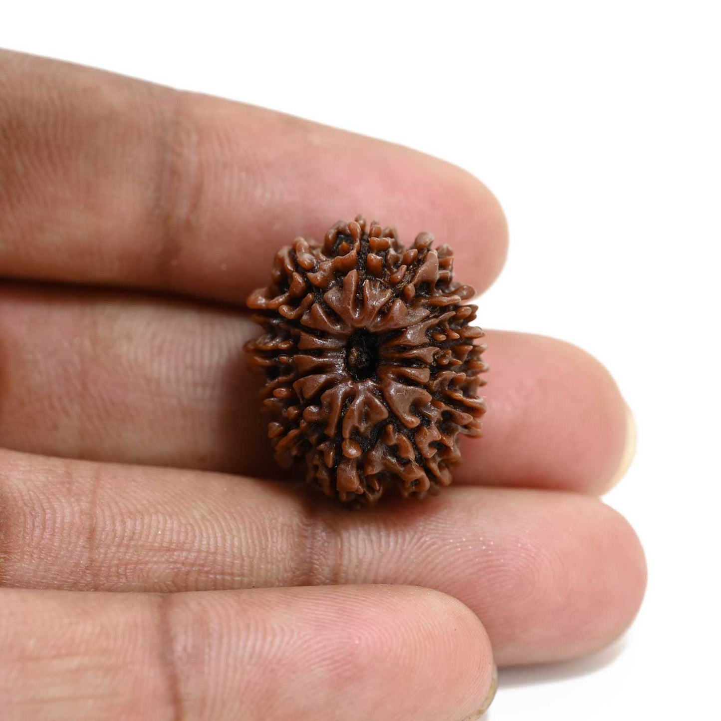 13 Mukhi Rudraksha (Nepal) 23.53 M.M.