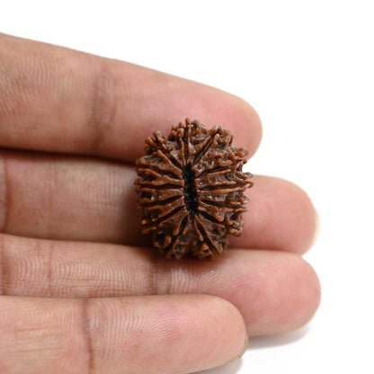 13 Mukhi Rudraksha (Nepal) 23.53 M.M.