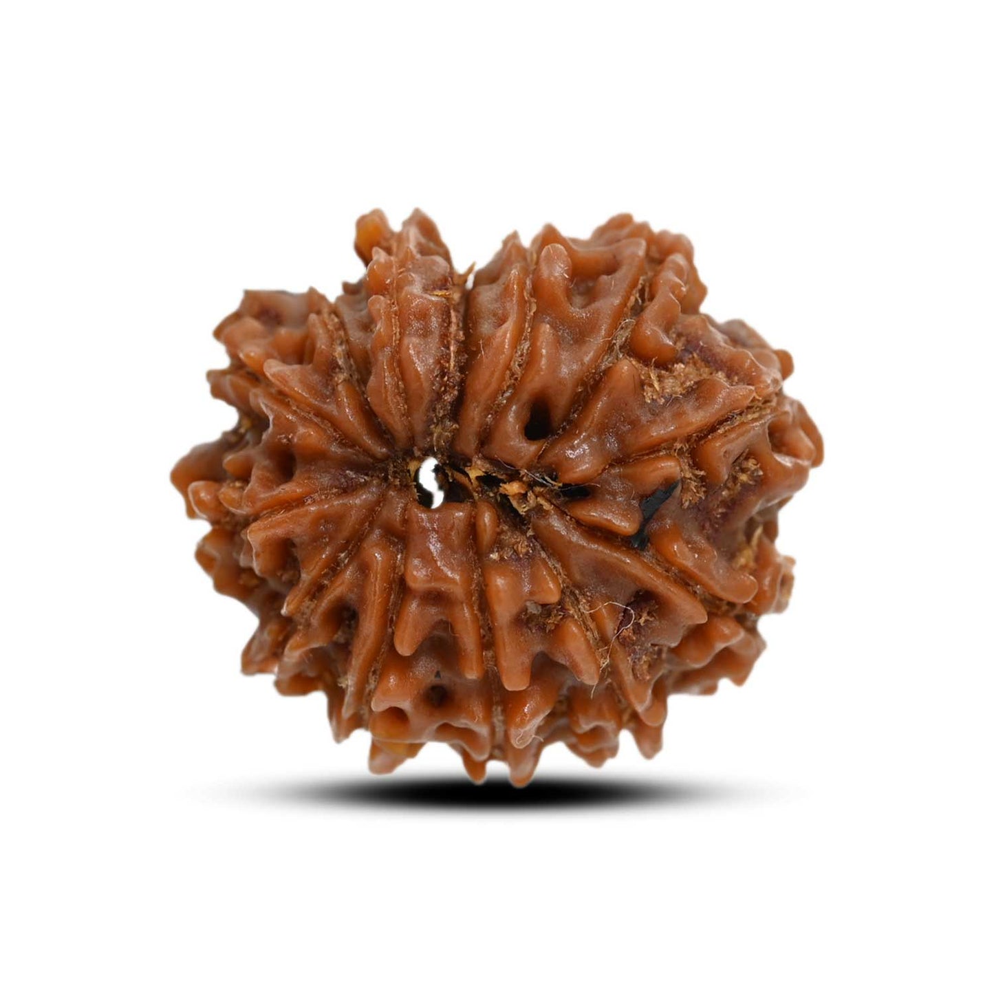 13 Mukhi Rudraksha (Nepal) 22.75 M.M.