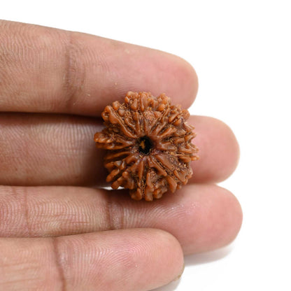 13 Mukhi Rudraksha (Nepal) 22.75 M.M.