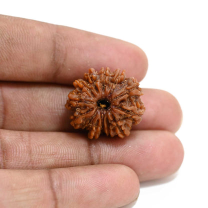 13 Mukhi Rudraksha (Nepal) 22.75 M.M.