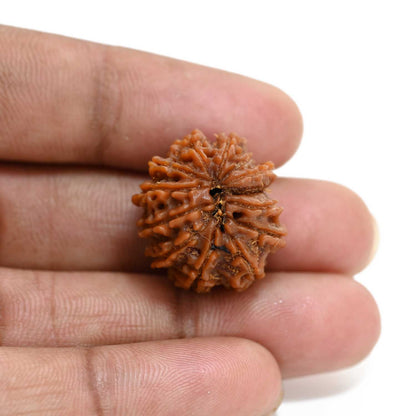 13 Mukhi Rudraksha (Nepal) 22.75 M.M.