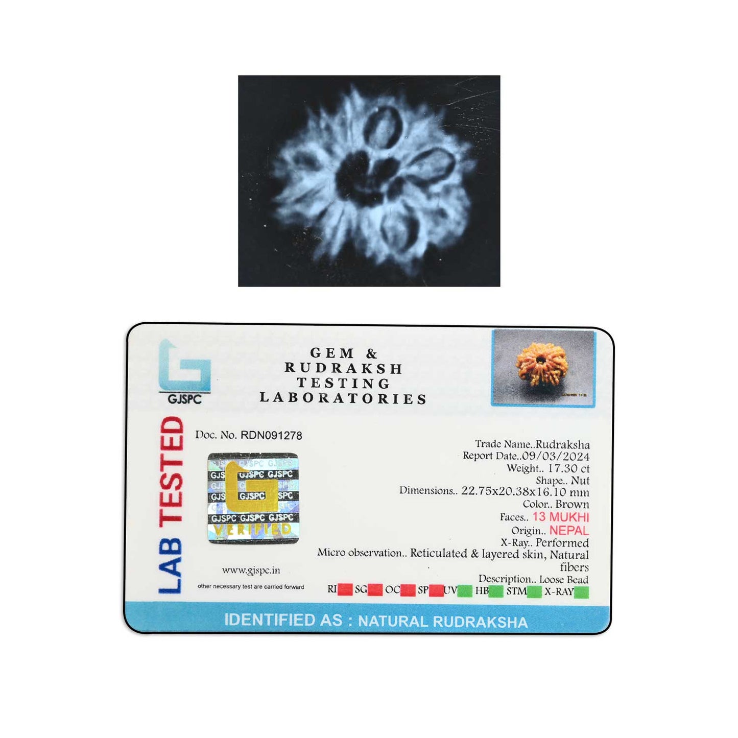 13 Mukhi Rudraksha (Nepal) 22.75 M.M.
