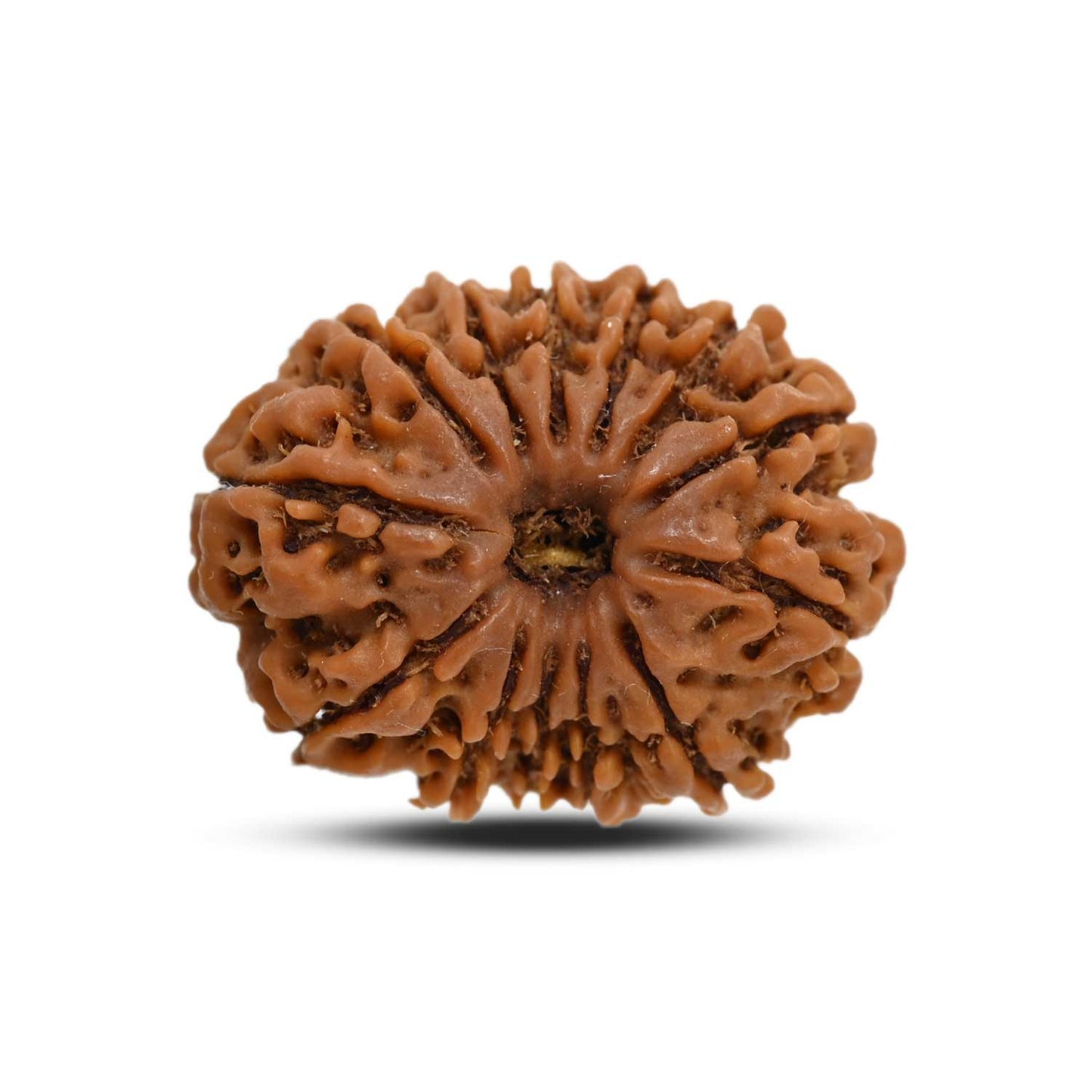 13 Mukhi Rudraksha (Nepal) 24.16 M.M.