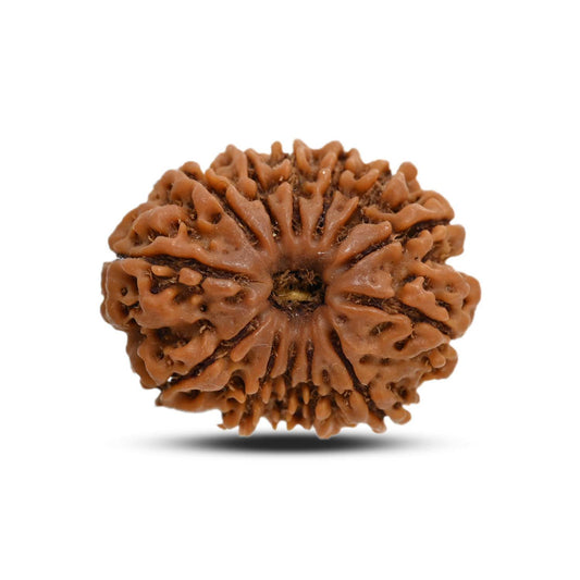13 Mukhi Rudraksha (Nepal) 24.16 M.M.