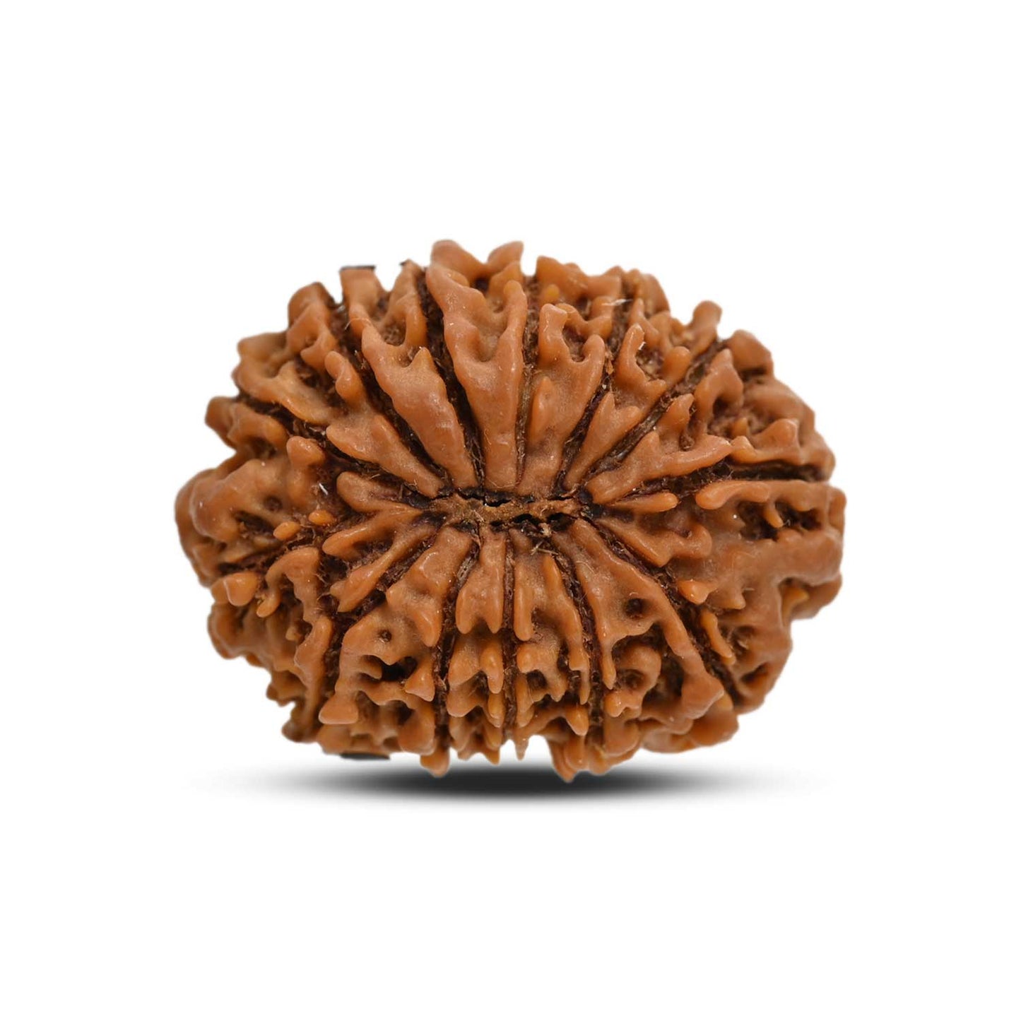 13 Mukhi Rudraksha (Nepal) 24.16 M.M.