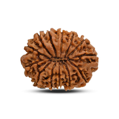 13 Mukhi Rudraksha (Nepal) 24.16 M.M.