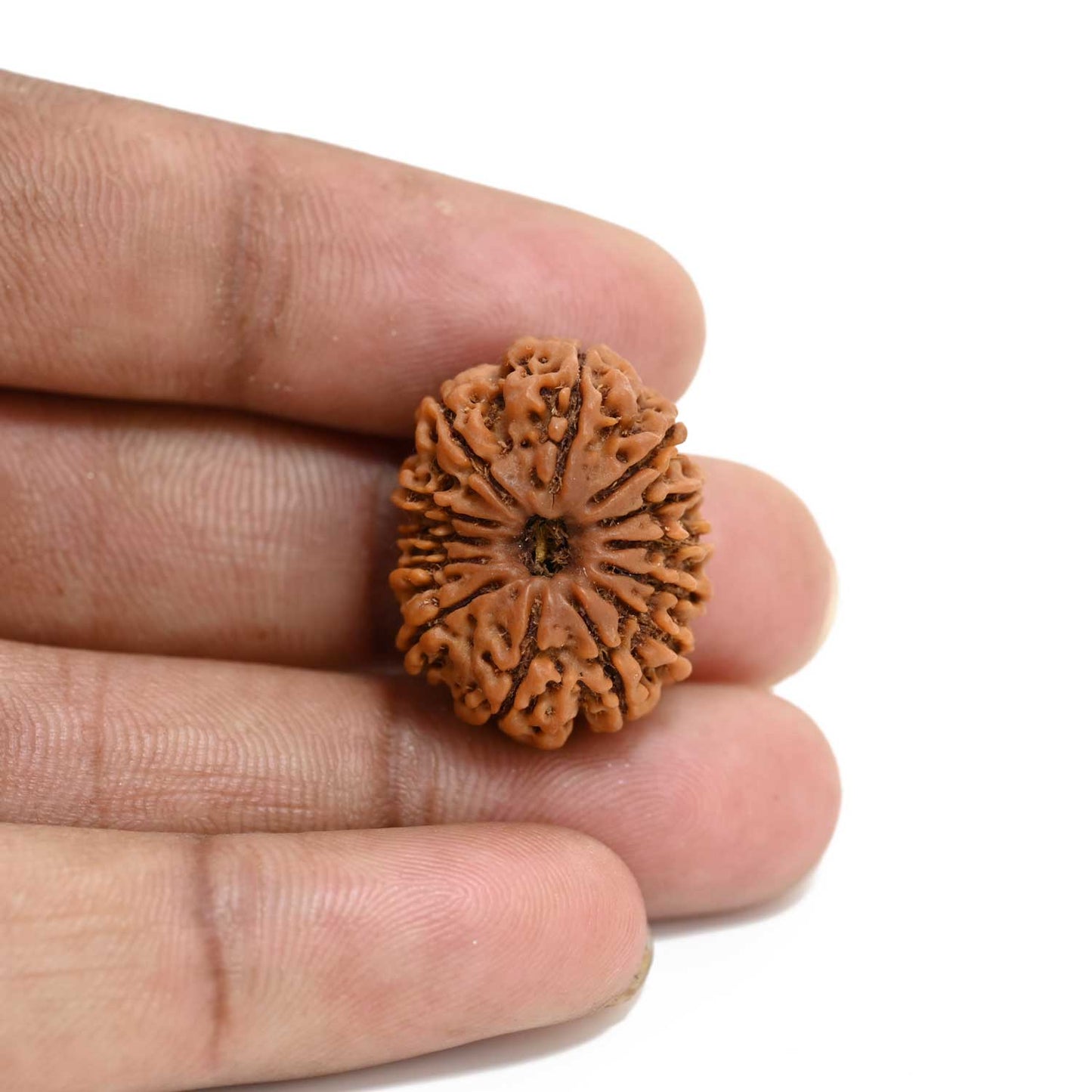 13 Mukhi Rudraksha (Nepal) 24.16 M.M.