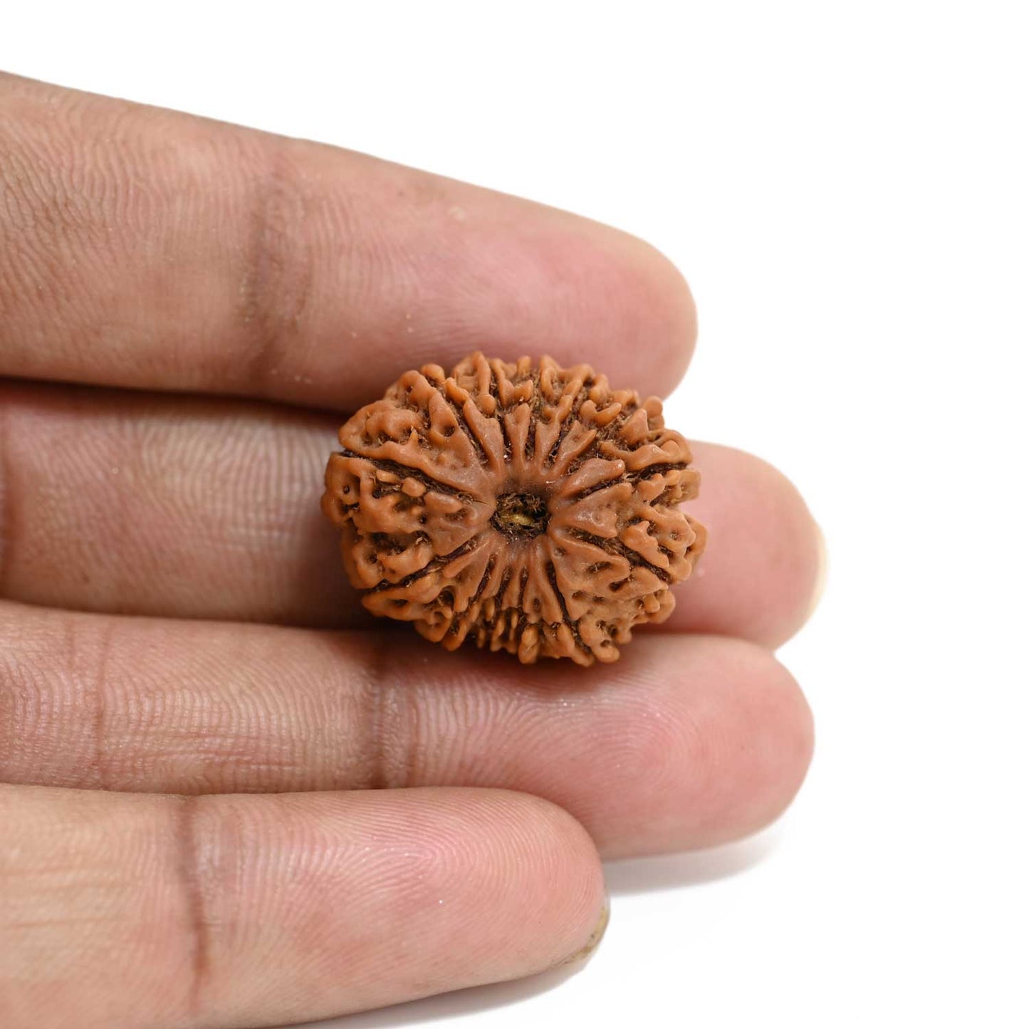13 Mukhi Rudraksha (Nepal) 24.16 M.M.