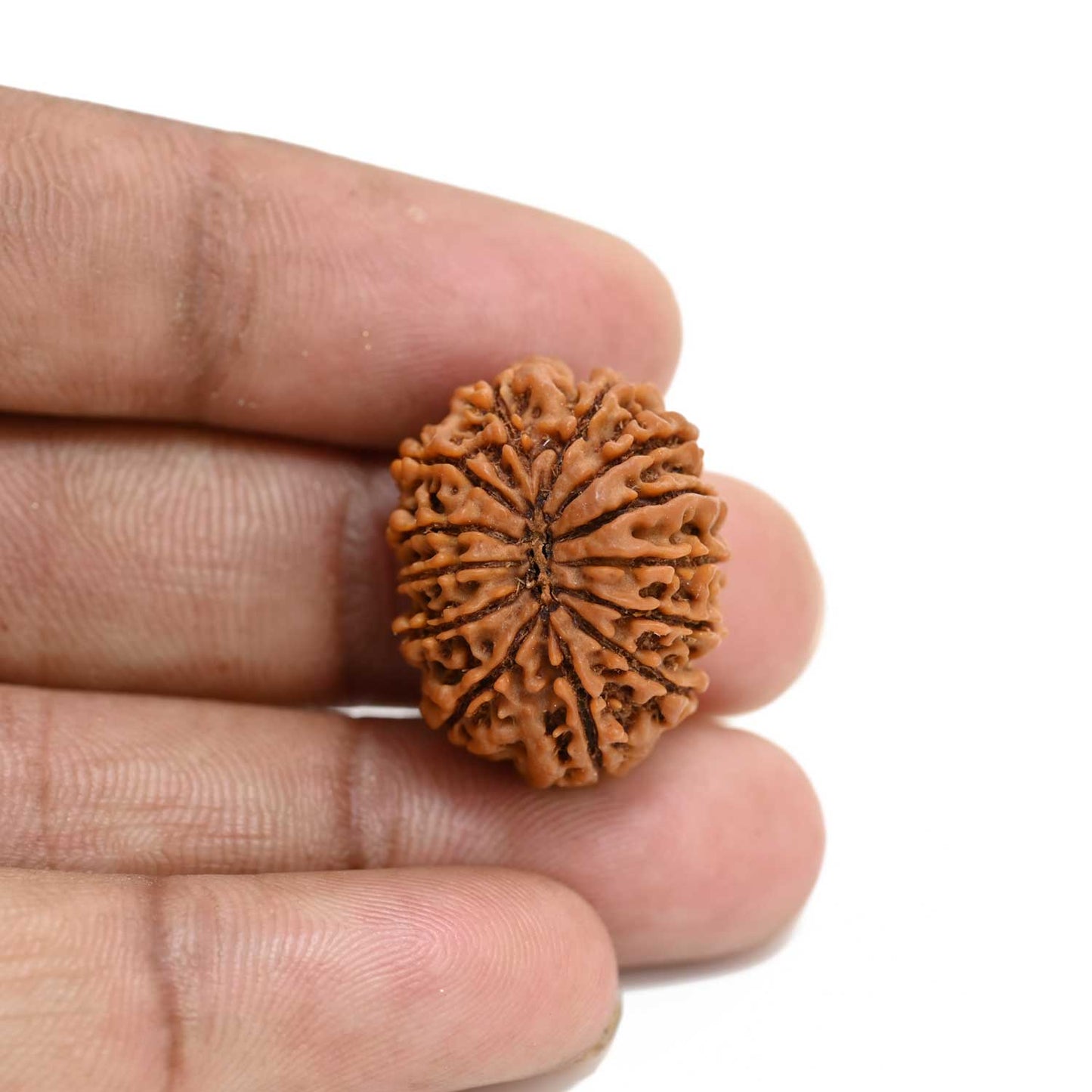 13 Mukhi Rudraksha (Nepal) 24.16 M.M.