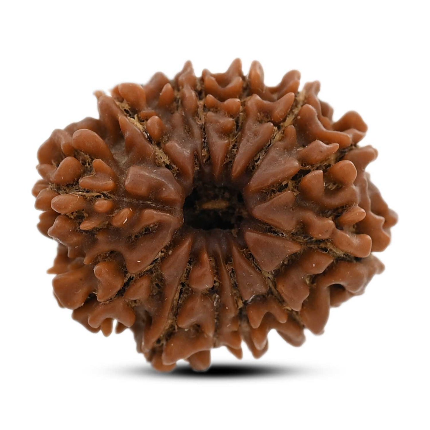 13 Mukhi Rudraksha (Nepal) 22.3 M.M.
