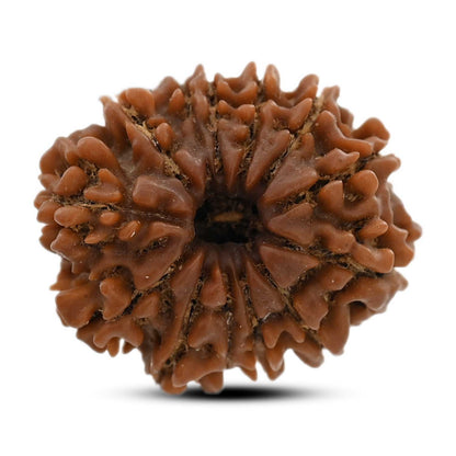 13 Mukhi Rudraksha (Nepal) 22.3 M.M.