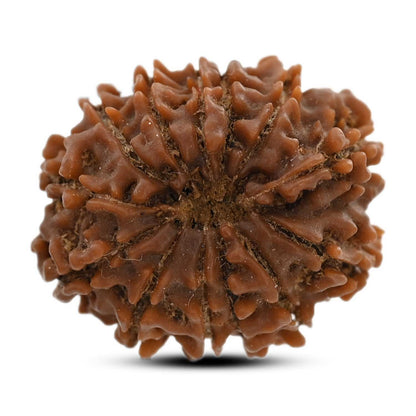 13 Mukhi Rudraksha (Nepal) 22.3 M.M.
