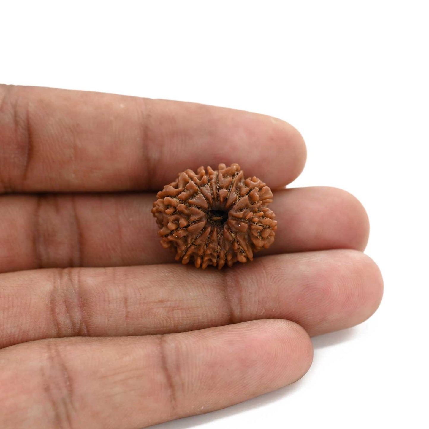 13 Mukhi Rudraksha (Nepal) 22.3 M.M.