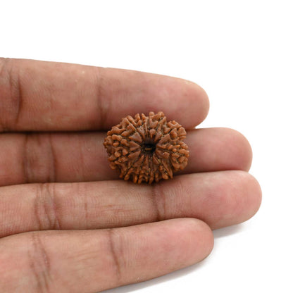 13 Mukhi Rudraksha (Nepal) 22.3 M.M.