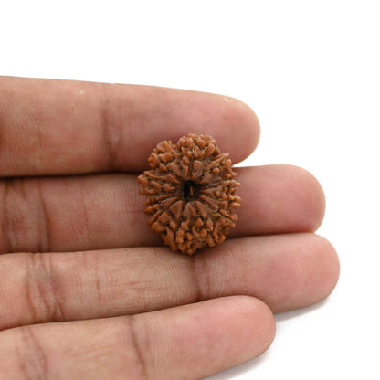 13 Mukhi Rudraksha (Nepal) 22.3 M.M.