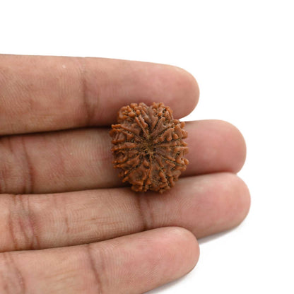 13 Mukhi Rudraksha (Nepal) 22.3 M.M.