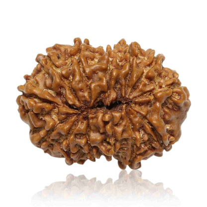 13 Mukhi Rudraksha (Nepal) 27.73 MM