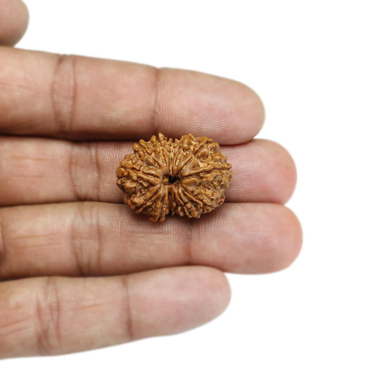 13 Mukhi Rudraksha (Nepal) 27.73 MM