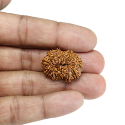 13 Mukhi Rudraksha (Nepal) 27.73 MM