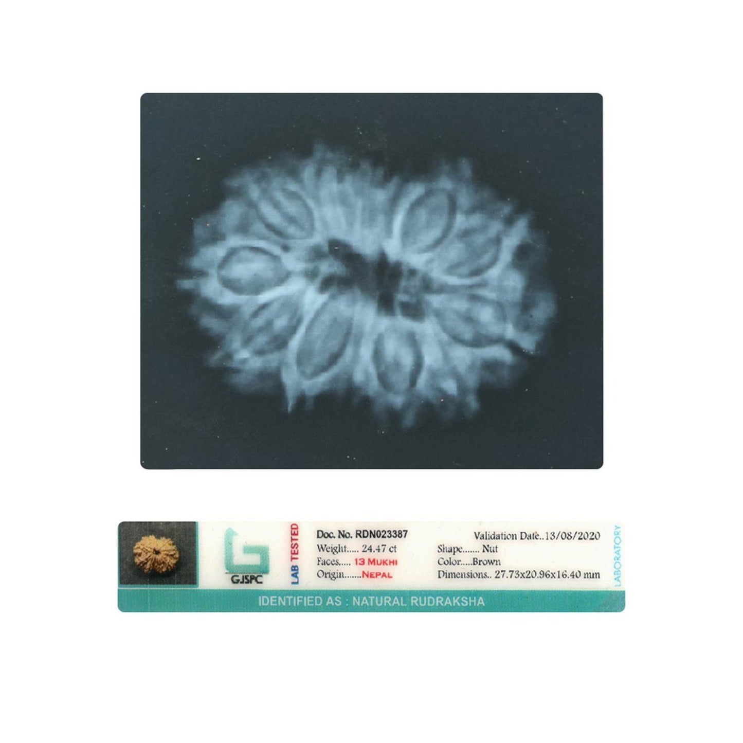 13 Mukhi Rudraksha (Nepal) 27.73 MM