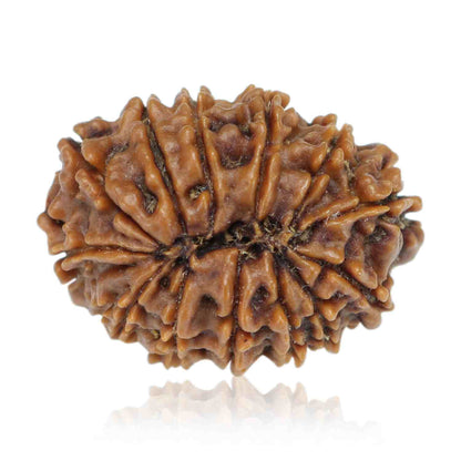 13 Mukhi Rudraksha (Nepal) 26.45 MM
