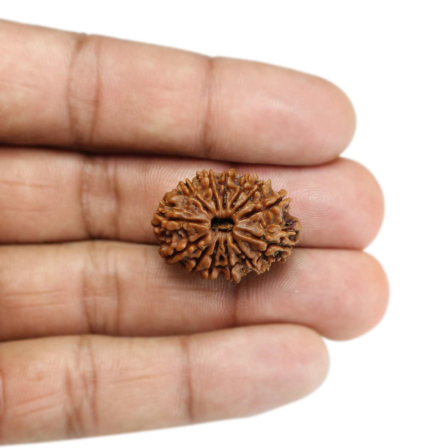 13 Mukhi Rudraksha (Nepal) 26.45 MM
