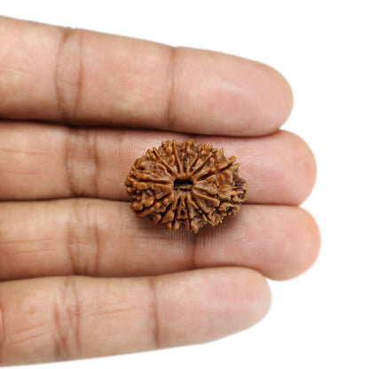 13 Mukhi Rudraksha (Nepal) 26.45 MM