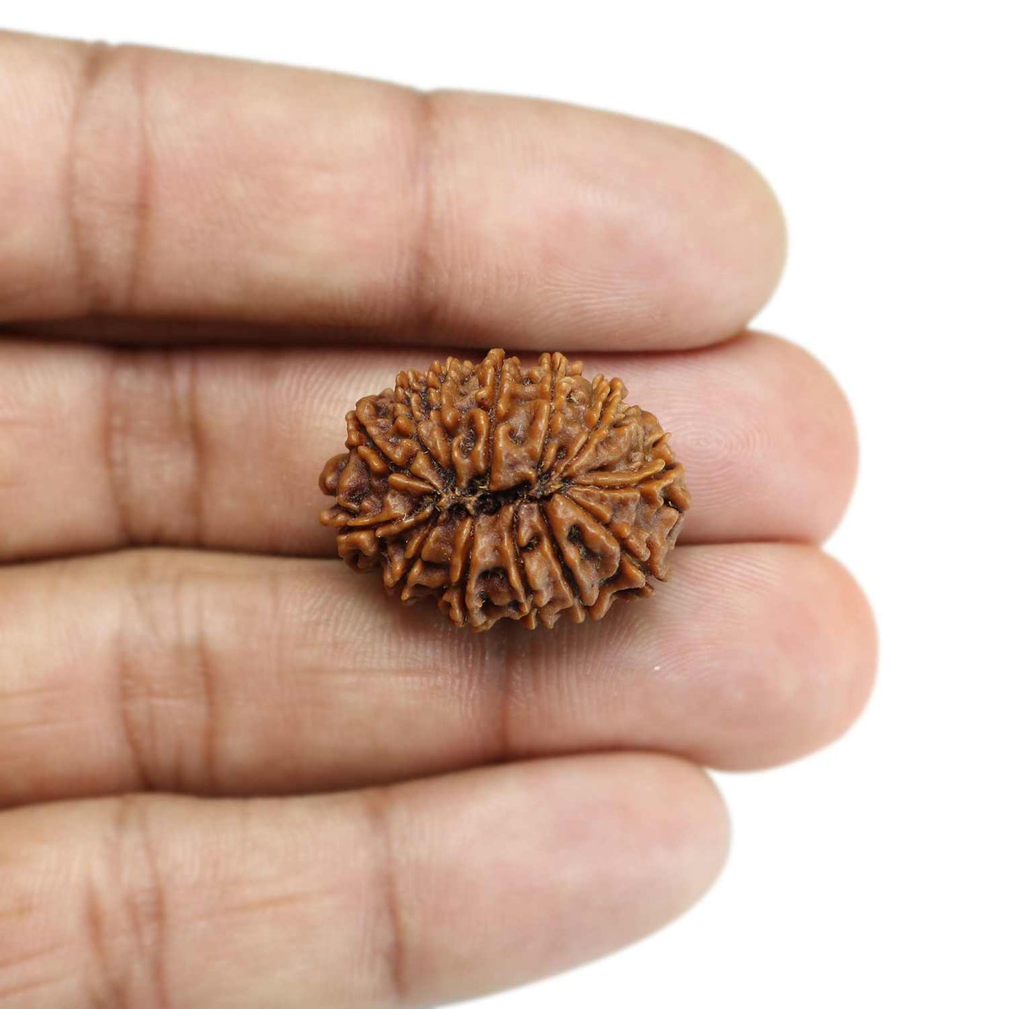 13 Mukhi Rudraksha (Nepal) 26.45 MM