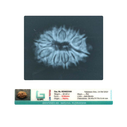 13 Mukhi Rudraksha (Nepal) 26.45 MM