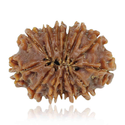 13 Mukhi Rudraksha (Nepal) 25.41 MM