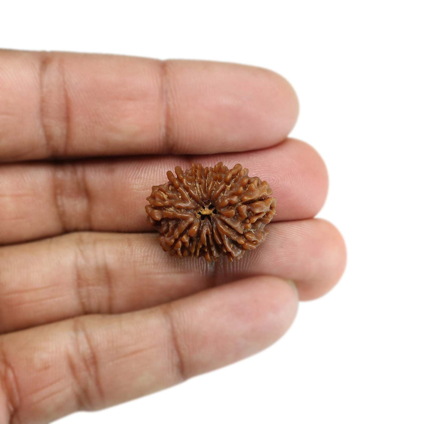13 Mukhi Rudraksha (Nepal) 25.41 MM