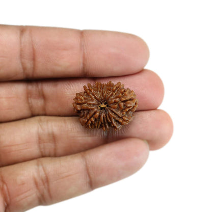 13 Mukhi Rudraksha (Nepal) 25.41 MM