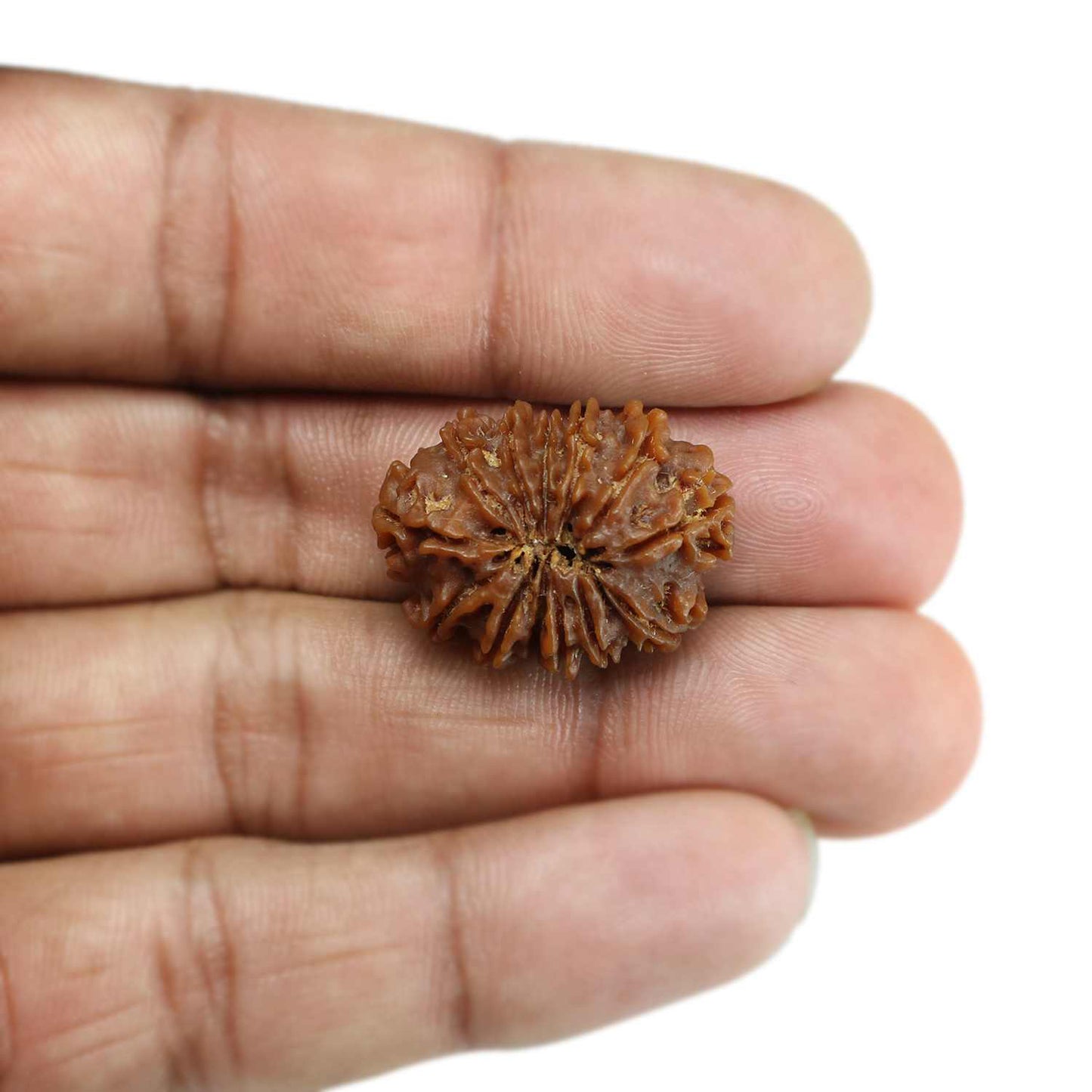 13 Mukhi Rudraksha (Nepal) 25.41 MM