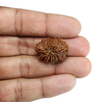 13 Mukhi Rudraksha (Nepal) 25.41 MM