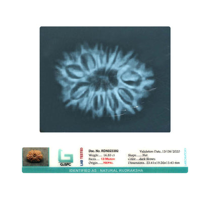 13 Mukhi Rudraksha (Nepal) 25.41 MM