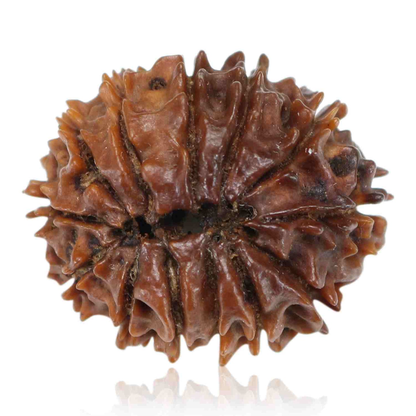 13 Mukhi Rudraksha (Nepal) 24.27 MM