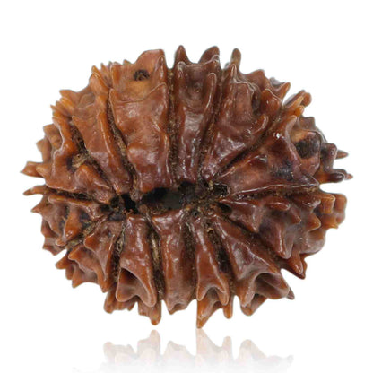13 Mukhi Rudraksha (Nepal) 24.27 MM