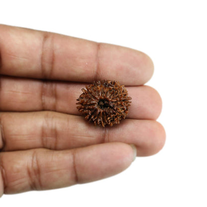 13 Mukhi Rudraksha (Nepal) 24.27 MM