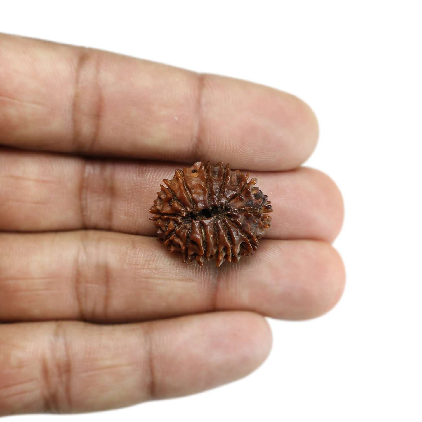 13 Mukhi Rudraksha (Nepal) 24.27 MM