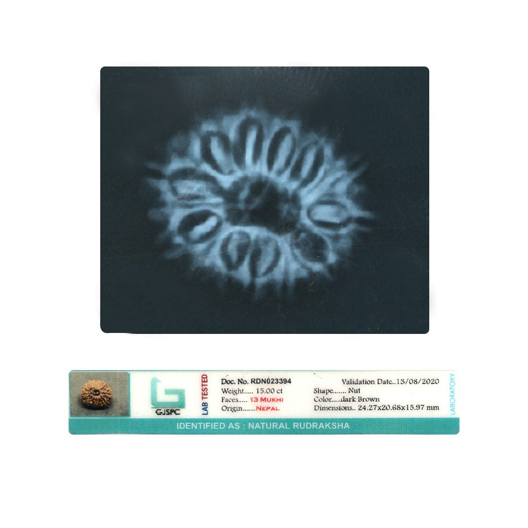 13 Mukhi Rudraksha (Nepal) 24.27 MM