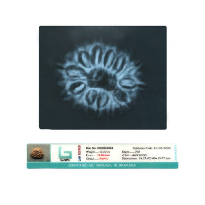13 Mukhi Rudraksha (Nepal) 24.27 MM