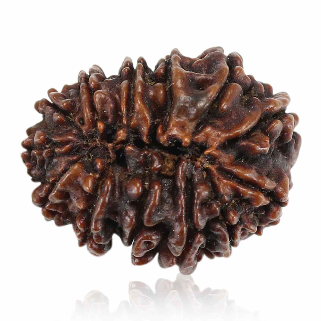13 Mukhi Rudraksha (Nepal) 25.11 MM